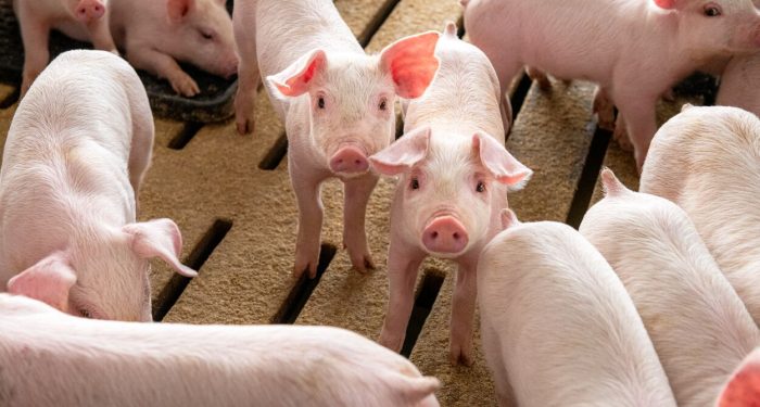 Real Pork – Pigs in Finisher Pen